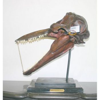 záhradní bronzová socha - Fosilni lebka delfina