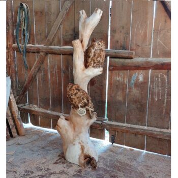 Dvě sovy na stromě