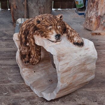 Medvídek na dutině stromu